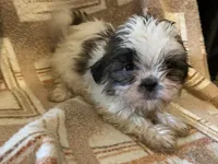 Rico, a male Shih Tzu for sale in Crossville, TN – Photo 1 of 9