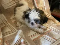 Rico, a male Shih Tzu for sale in Crossville, TN – Photo 4 of 9