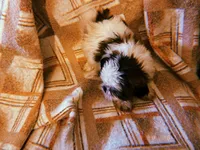 Rico, a male Shih Tzu for sale in Crossville, TN – Photo 9 of 9