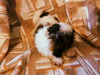 Rico, a male Shih Tzu for sale in Crossville, TN – Photo 8 of 9