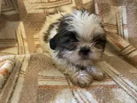 Rico, a male Shih Tzu for sale in Crossville, TN – Photo 2 of 9