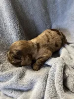 Chip, a male Cocker Spaniel for sale in Crossville, TN – 3 of 6
