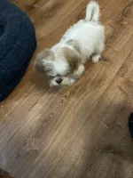 Sammy, a male Shih Tzu for sale in Crossville, TN – 3 of 3