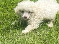 Fluff, a male Poodle - Toy  for sale in Crossville, TN – 8 of 9