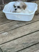 Sammy, a male Shih Tzu for sale in Crossville, TN – 2 of 5