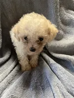 Speck, a male Maltipoo for sale in Crossville, TN – 4 of 7