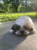 Bentley, a male Shih Tzu for sale in Crossville, TN – 10 of 10