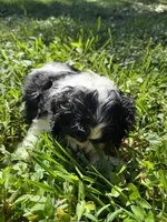 Oreo, a male Cocker Spaniel for sale in Crossville, TN – 2 of 5