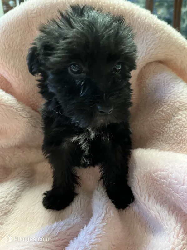 Spook – Maltipoo puppy for sale in Crossville, TN