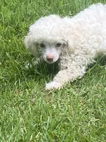 Fluff, a male Poodle - Toy  for sale in Crossville, TN – 7 of 9