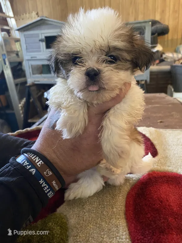 Scrappy – Shih Tzu puppy for sale in Crossville, TN