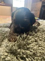 Coco, a male Cocker Spaniel for sale in Crossville, TN – 4 of 5