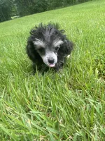 Puff, a female Poodle - Toy  for sale in Crossville, TN – 4 of 8