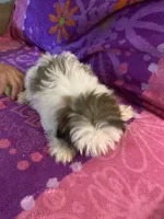 Rufus, a male Shih Tzu for sale in Crossville, TN – 2 of 7