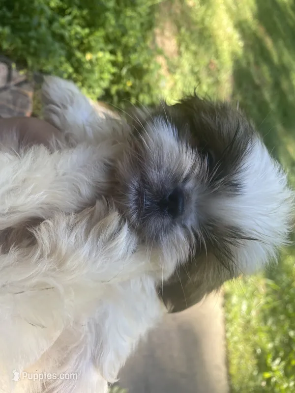 Bentley – Shih Tzu puppy for sale in Crossville, TN