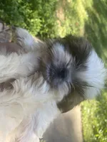 Bentley, a male Shih Tzu for sale in Crossville, TN – 1 of 10