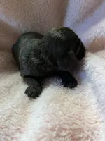 Truffle, a female Cocker Spaniel for sale in Crossville, TN – 2 of 5