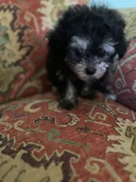 Puff, a female Poodle - Toy  for sale in Crossville, TN – 2 of 5