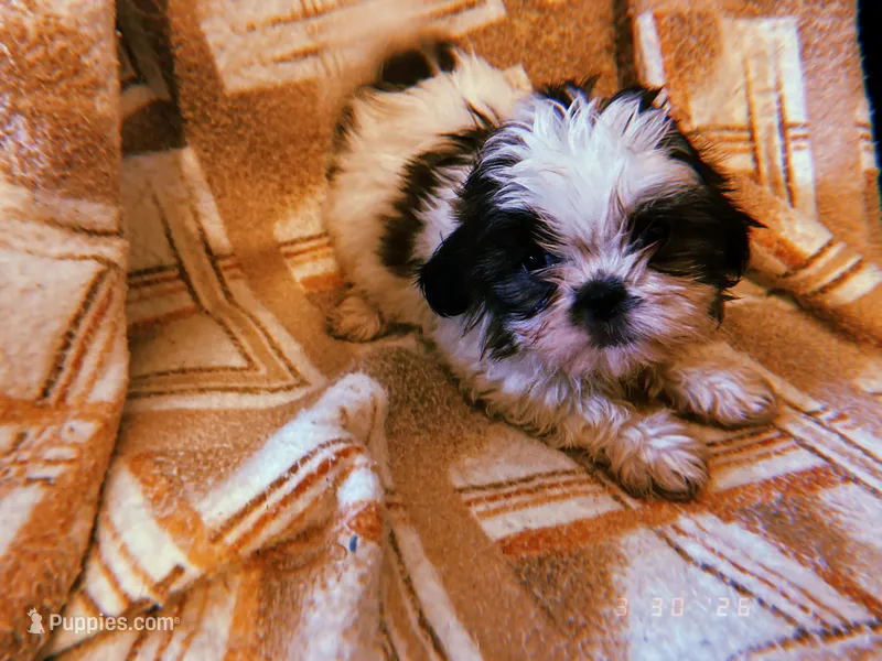 Rufus – Shih Tzu puppy for sale in Crossville, TN