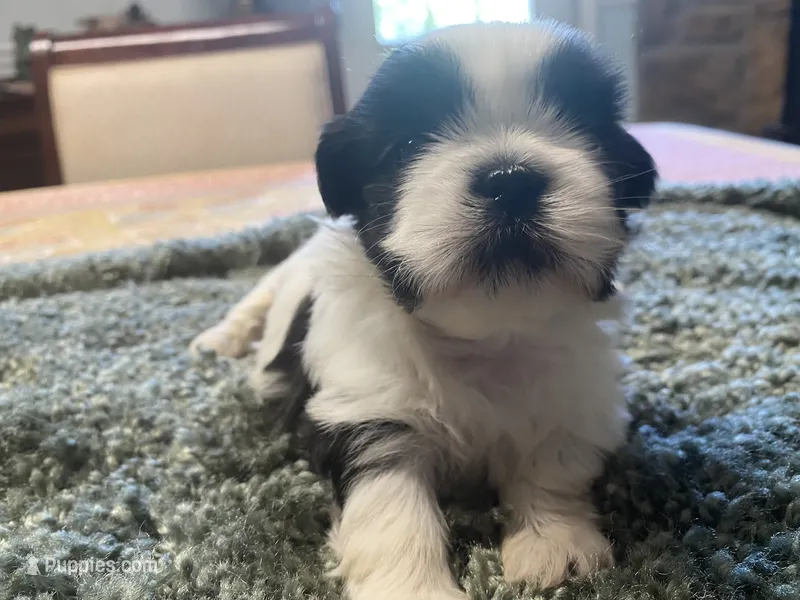Bella – Shih Tzu puppy for sale in Crossville, TN