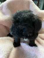 Shadow, a female Maltipoo for sale in Crossville, TN – 8 of 10