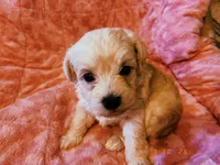 Luna, a female Yorkipoo for sale in Crossville, TN – Photo 2 of 4