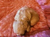 Luna, a female Yorkipoo for sale in Crossville, TN – Photo 4 of 4