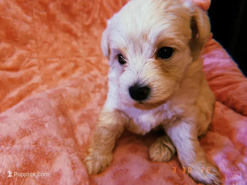 Luna – Yorkipoo puppy for sale in Crossville, TN