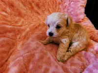 Luna, a female Yorkipoo for sale in Crossville, TN – Photo 3 of 4