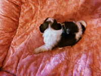 Sally, a female Shih Tzu for sale in Crossville, TN – Photo 3 of 3