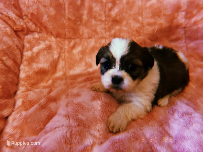Sally – Shih Tzu puppy for sale in Crossville, TN