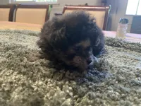 Puff, a female Poodle - Toy  for sale in Crossville, TN – 2 of 6