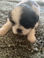 Mia, a female Shih Tzu for sale in Crossville, TN – 4 of 6
