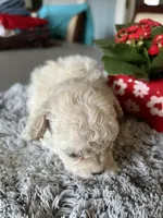 Nova, a female Maltipoo for sale in Crossville, TN – Photo 2 of 7