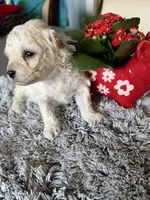 Nova, a female Maltipoo for sale in Crossville, TN – Photo 5 of 7