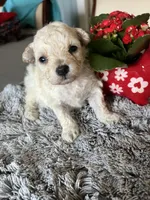 Nova, a female Maltipoo for sale in Crossville, TN – Photo 3 of 7