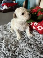 Nova, a female Maltipoo for sale in Crossville, TN – Photo 6 of 7