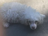 Fluff, a male Poodle - Toy  for sale in Crossville, TN – 6 of 10