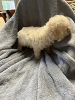 Speck, a male Maltipoo for sale in Crossville, TN – 7 of 7
