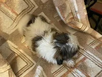 Rufus, a male Shih Tzu for sale in Crossville, TN – 4 of 5