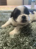 Mia, a female Shih Tzu for sale in Crossville, TN – 2 of 6
