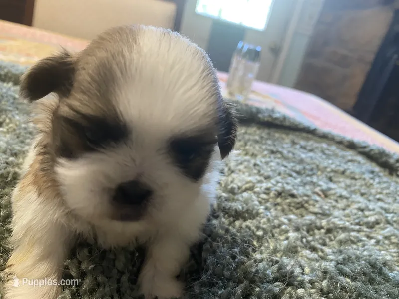 Bentley – Shih Tzu puppy for sale in Crossville, TN