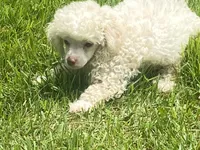 Fluff, a male Poodle - Toy  for sale in Crossville, TN – 9 of 9