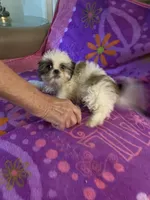 Buddy, a male Shih Tzu for sale in Crossville, TN – 9 of 9