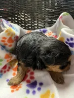 Mollie, a female Yorkshire Terrier for sale in Crossville, TN – Photo 3 of 3