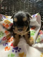 Mollie, a female Yorkshire Terrier for sale in Crossville, TN – Photo 1 of 3