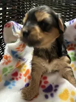 Mollie, a female Yorkshire Terrier for sale in Crossville, TN – Photo 2 of 3