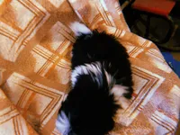 Pepé, a male Shih Tzu for sale in Crossville, TN – Photo 5 of 6