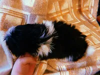 Pepé, a male Shih Tzu for sale in Crossville, TN – Photo 6 of 6