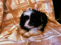 Pepé, a male Shih Tzu for sale in Crossville, TN – Photo 4 of 6